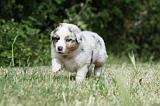 BERGER AUSTRALIEN PUPPIES 317